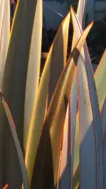 Leaf Blades